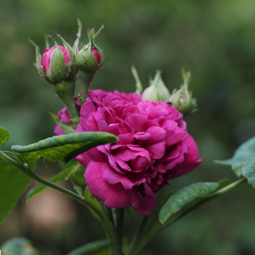 Rosa  Rose de Resht - fialová - Stromkové růže s květy anglických růží - stromková růže s keřovitým tvarem koruny